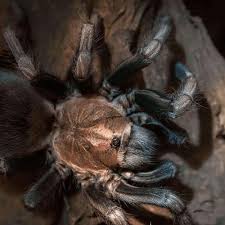 Arguably the most colourful, beautiful and desirable tarantula species amongst arthropod hobbyist the typhochlaena seladonia #typhochlaenaseladonia also known as the brazilian jewel tarantula #brazilianjeweltarantula. Typhochlaena Seladonia Brazilian Jewel Tarantula Happyforest