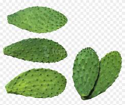 We are not sure how to do that , but she heard you can just cut an ear off and put it in soil and it will grow from there. Free Png Download Cactus Clipart Png Photo Png Images Transplant Cactus Transparent Png 1329694 Pikpng