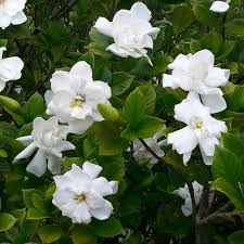 Image result for Gardenia cornuta