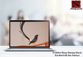 Suara murai jantan merayu betina ampuh kicau series. 15 Daftar Harga Burung Murai Karakteristik Dan Jenisnya