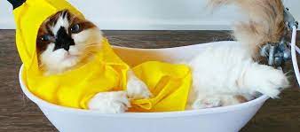 Seperti namanya kucing british short hair merupakan kucing ras yang banyak ditemukan dinegara inggris. Info Harga Kucing Munchkin Jantan Betina Daftar Harga Tarif