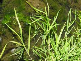 Image result for Glyceria fluitans