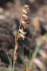 Image result for Dipcadi longifolium