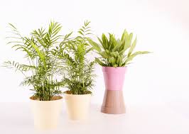 There are many reasons why one would want to have our kansas city exterminator service. How To Control Your Indoor Plants And The Pests That Come Along With Them