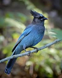 Birds Of Western Washington State Stellar Jay Bird Pictures Stellar Jay Native To Washington State Pet Birds Beautiful Birds Animals Beautiful