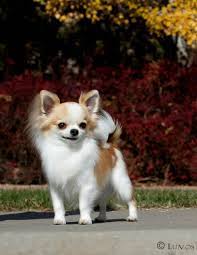 Pin De 140barnes Lane En Oh Chihuahua Perros Chihuahua Perros Bonitos Perros Mascotas