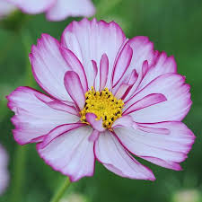 Check spelling or type a new query. Cosmos Bipinnatus Sweet Sixteen Seeds Thompson Morgan
