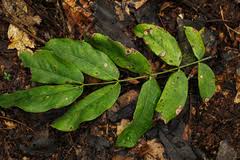 Image result for Brachystegia torrei