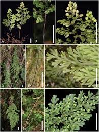 Image result for Hymenophyllaceae