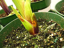 The best time to plant gladioli (gladiolus sp.) is in spring.most varieties of gladiolus are hardy to zone 7 and can be left in the ground over the winter in those zones. Burkholderia Gladioli Wikipedia