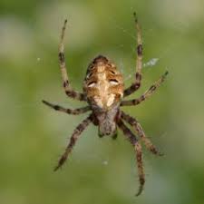 The picture shows an arrowhead spider (verrucosa arenata). Spiders In North Carolina Species Pictures