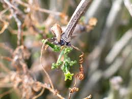 Image result for Corallocarpus welwitschii