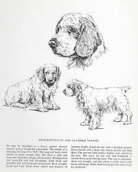 Clumber spaniel puppies for sale nc. Rules In A Clumber Spaniel S House 20 70 Picclick