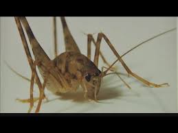 Some good sources of water and hydration are water crystals and vegetables. Spider Cricket Control How To Get Rid Of Spider Crickets Pest Samurai