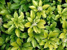 Image result for Buxaceae