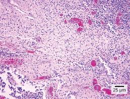 The scanning objective or the 4x objective should be locked in place in the revolving nose piece, the stage should. 3 1 How Cells Are Studied Concepts Of Biology 1st Canadian Edition