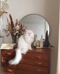 Lesfillesenrouje Hashtag On Instagram Photos And Videos Cats Cute Animals Animals