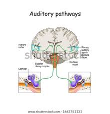 A) the brain reaches its maximum weight around the seventh decade of life. Shutterstock Puzzlepix