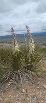 Image result for Yucca