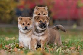 1,546 likes · 8 talking about this. 5 Things To Know About Shiba Inu Puppies Greenfield Puppies