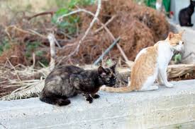 This article will cover natural indoor and outdoor deterrents for every scenario where cats are causing trouble. Keeping Stray Cats Out Of Your Yard Thriftyfun