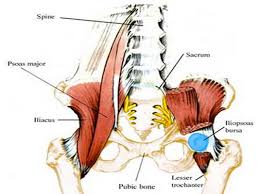 The human spine is composed of 4 sections of vertebrae. Anatomy Between Hip Lower Ribcage In Back Getting To The Bottom Of Rib Cage Pain Nydnrehab Com Both Are Given Some Protection By The Maryalice Neary