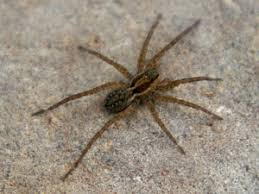 Bed bug pest control chandler az. Services Bug Guardian Pest Prevention