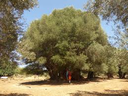 Image result for Olea