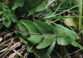 Image result for Coronopus integrifolius