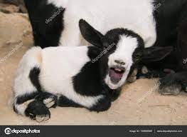 Funny Baby Goat With Open Mouth Yawning Stock Photo By C Buffy1982 130682500