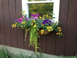 Window Box With Creeping Jenny This Combo Contains New Gold Lantana Purple And Blue Wave Petunias Purple Geranium And C Plant Combinations Window Box Plants