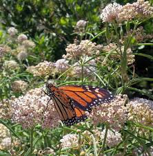 Image result for Asclepias palustris