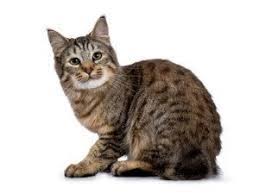 Pixie Bob Cat Breed Information Personality Common Health Issues