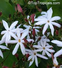 Image result for Jasminum stenolobum