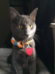 This Was My Sweet Boy Mulder He Didnt Come Home One Night When I Called For Him He Was An Indoor Outdoor Cat Funny Cat Memes Cats Cat Memes