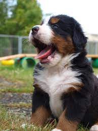 It is intelligent, attentive, and calm. 45 Mini Bernese Mountain Dog Puppies For Sale Near Me L2sanpiero