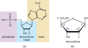 And the reason why we call them nitrogenous bases, i actually forgot to talk about it in the last videos, is that the nitrogens have an extra lone pair that can be used up under the right conditions to potentially sop up. Structure And Function Of Dna Microbiology
