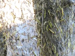 Image result for Helixanthera garciana