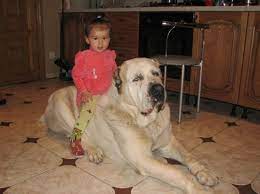 shunkar world fighting champion livestock guardian dog alabai dog dogs and kids