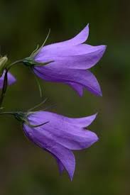 I gave her a purple flower last night. 13 Bellflowers Campanula Ideas Flowers Campanula Planting Flowers