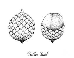 A a's amd amd's aol aol's aws aws's aachen aachen's aaliyah aaliyah's aaron aaron's abbas abbas's abbasid abbasid's abbott abbott's abby abby's abdul abdul's abe abe's abel abel's Hand Drawn Of Rattan Fruits On White Background Drawing By Iam Nee