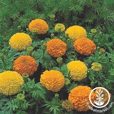 The most common dried marigold flowers material is metal. Marigold Flower Seeds Inca Ii Series Hybrid Annual Flower Garden In 2021 Flower Seeds Marigold Flower Annual Flowers