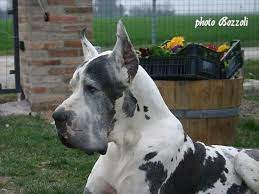 Whoopi Goldberg Great Dane Puppy Great Dane Great Dane Funny