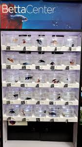 Betta Fish This Pet Store In Nj Actually Cares About The Way They Sell Their Bettas All The Boys Looked Lovely And Were Active Betta Fish Pet Store Betta