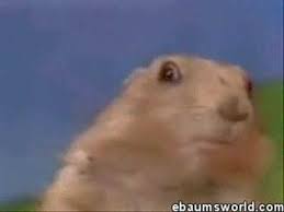 Dramatic Squirrel Youtube