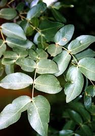 Image result for Brachystegia spiciformis