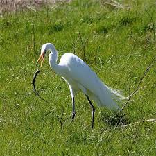 An Egret Playing A Cat And Mouse Game With A Lizard Photograped By Brocken Inaglory Hayvanlar Hayvanlar Alemi Ale