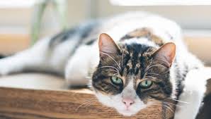 Normally, a cat may not want to eat an apple, but what about applesauce? Can Cats Eat Apples The Truth About Slices Applesauce More