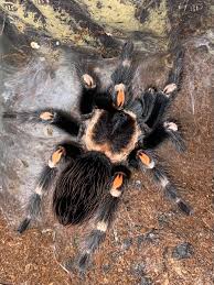 Image result for Brachythrix glomerata