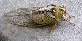 What's the difference between cicada and locust?jun 3, 2019locust vs. Do Cicadas Really Predict When Winter Is Coming Local Beatricedailysun Com